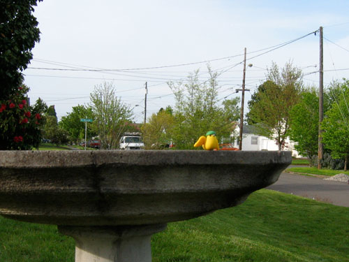 Canary Clay sits on the edge of my neighbor's bird bath.