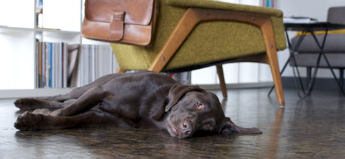 lucy takes a nap by the reading chair