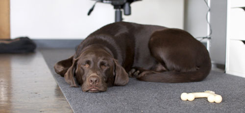 lucy take a break from her nylabone to take yet another nap