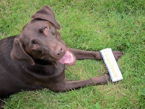 Lucy the chocolate lab with her squeaky newspaper toy.